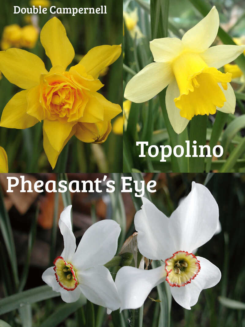 Produktbild zu 30 Blumenzwiebeln Historische Narzissen