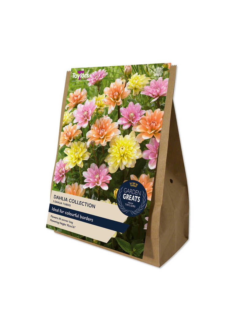 Produktbild zu Dahlien-Sortiment mit 3 Blumenzwiebeln