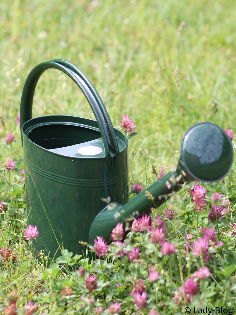 Alternatives Bild 2 zu Grne Giekanne