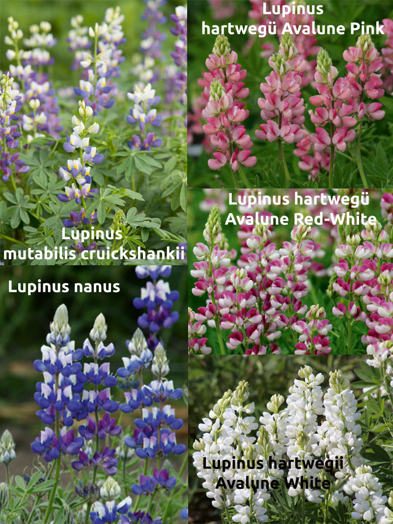 Lupinen 5 Samensorten Pflanzen Blumen Garten
