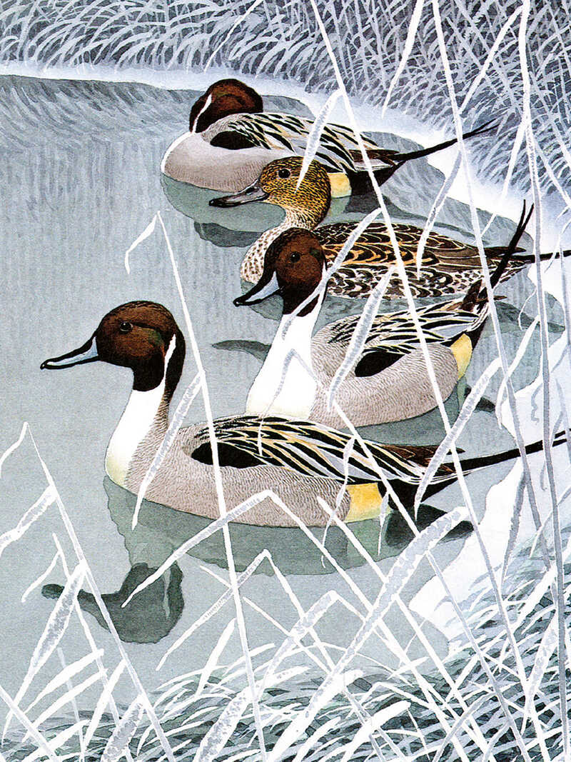 Alternatives Bild 1 zu Weihnachtskarten 'Winter Birds'