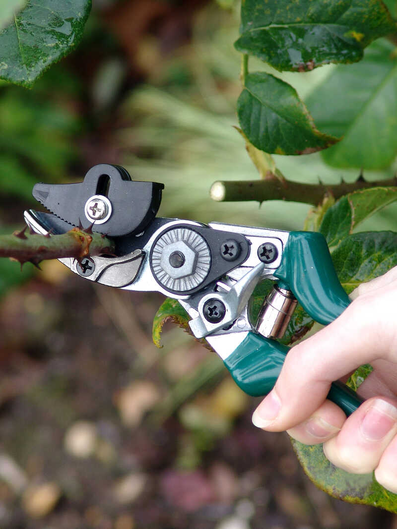 Produktbild zu Rosenschere Rose Pruner