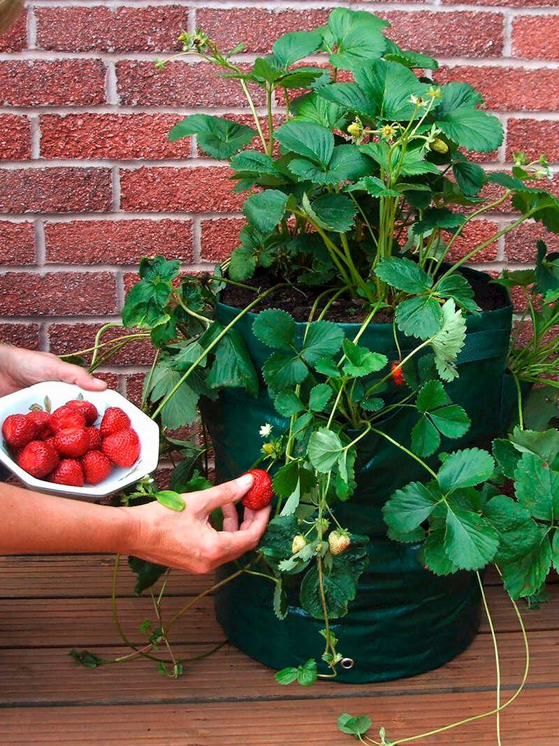 Produktbild zu Pflanzsack fr Erdbeeren 40 l Gre 45 x 35 cm