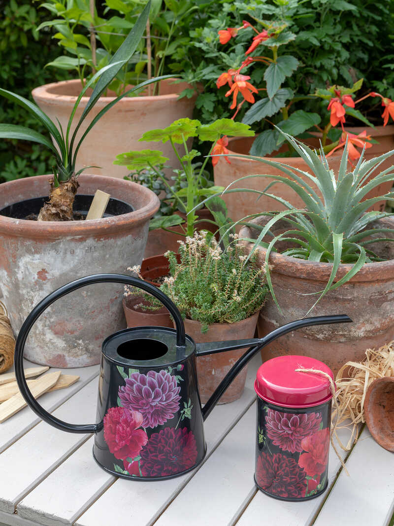 Alternatives Bild 1 zu Zimmer-Giekanne British Blooms