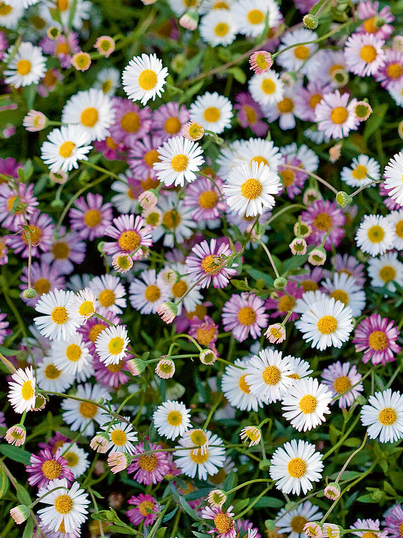 Produktbild zu  Spanisches G�nsebl�mchen Sament�tchen