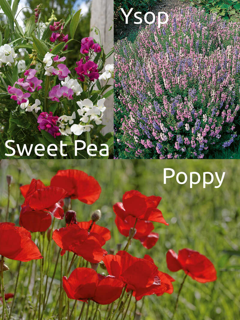 Alternatives Bild 1 zu Drei Sament�tchen Kew Collection