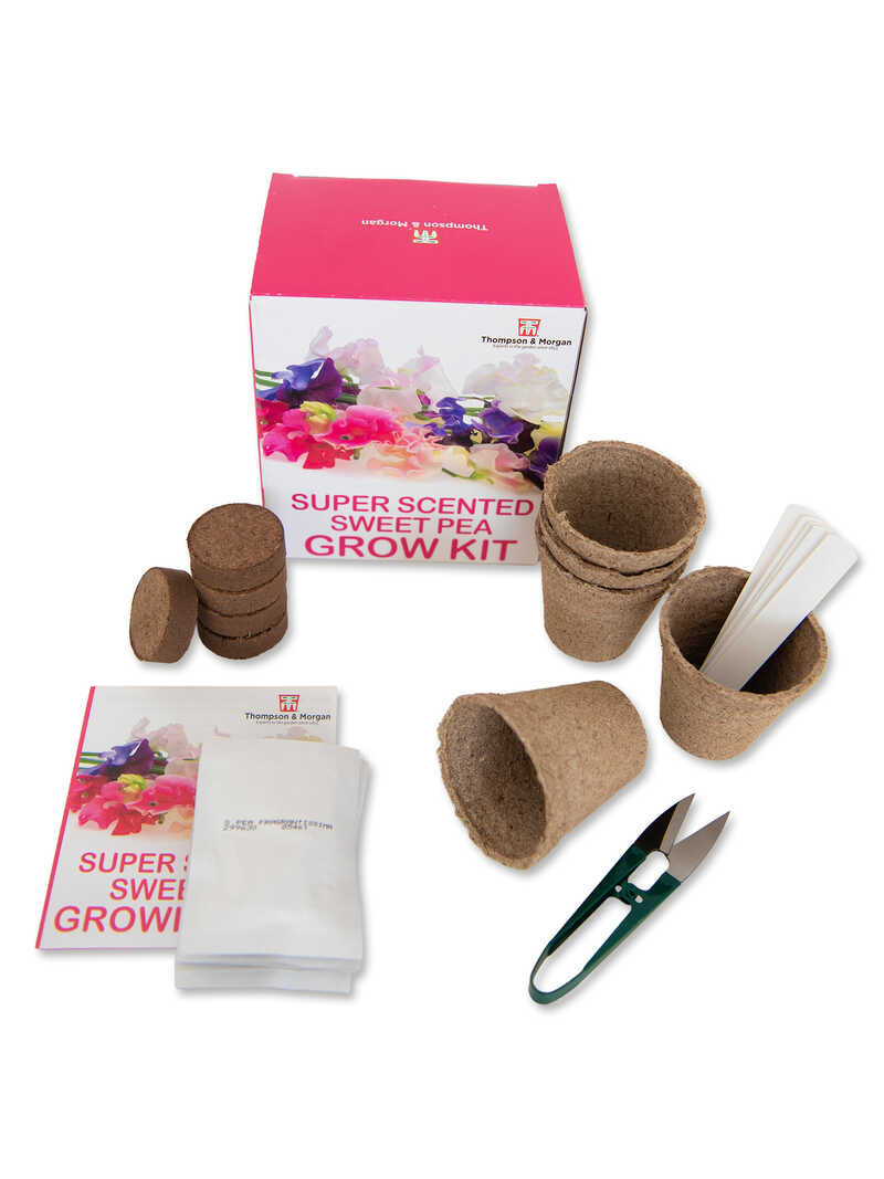 Produktbild zu Growkit f�r original englische Duftwicken