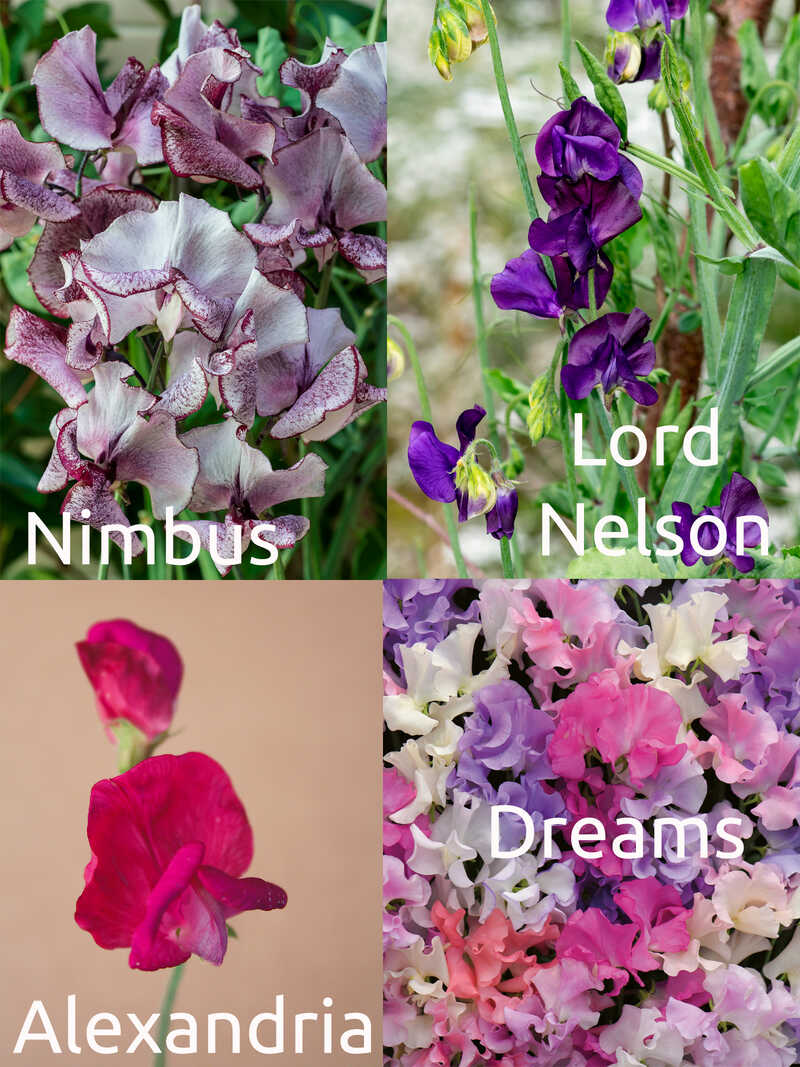 Alternatives Bild 1 zu Growkit f�r original englische Duftwicken