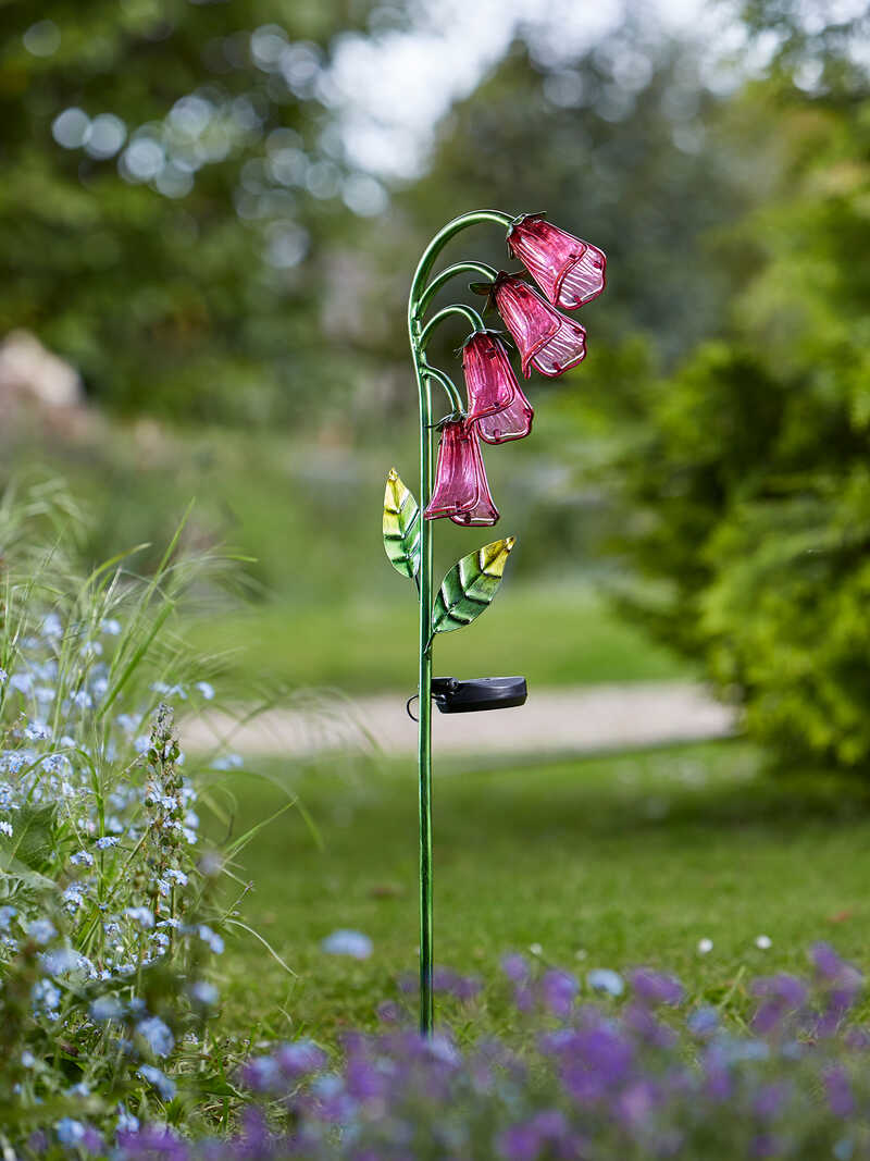 Alternatives Bild 2 zu Solarblume Fingerhut