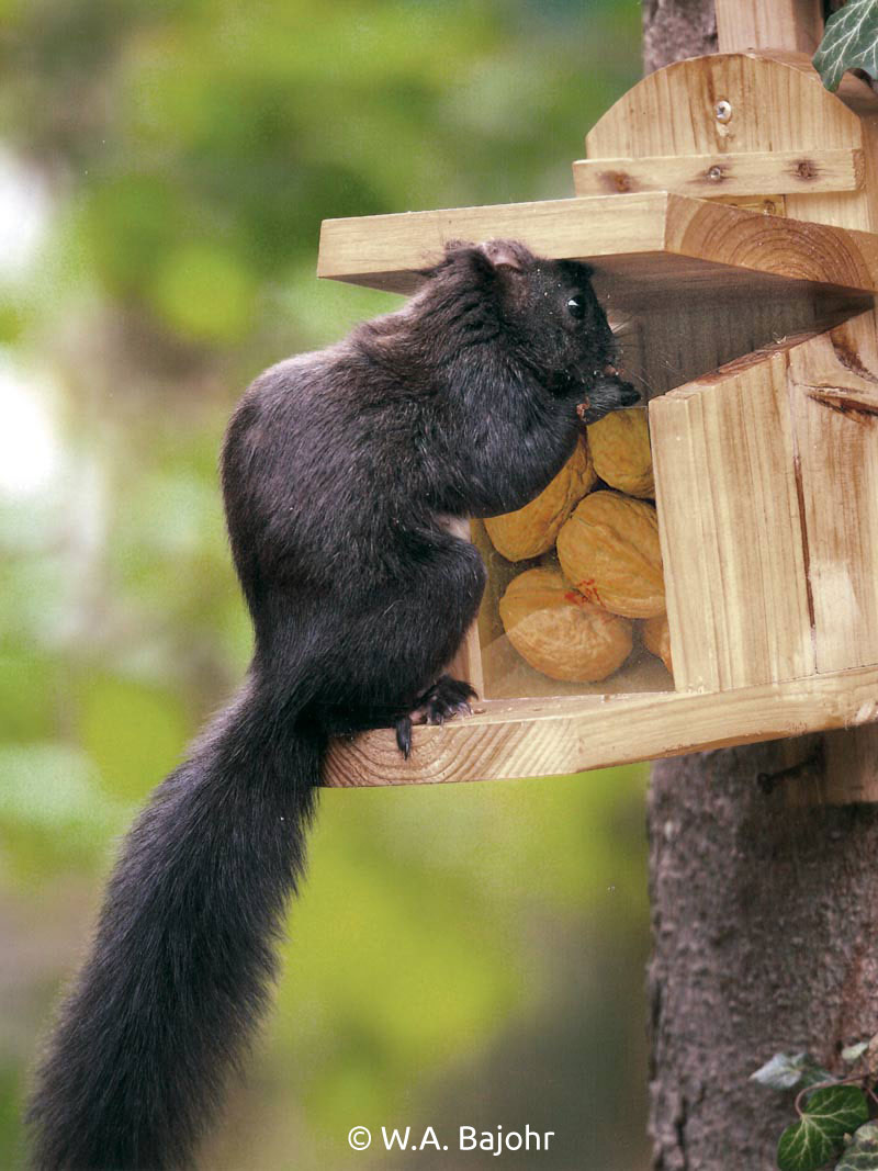Futterbox für Eichhörnchen
