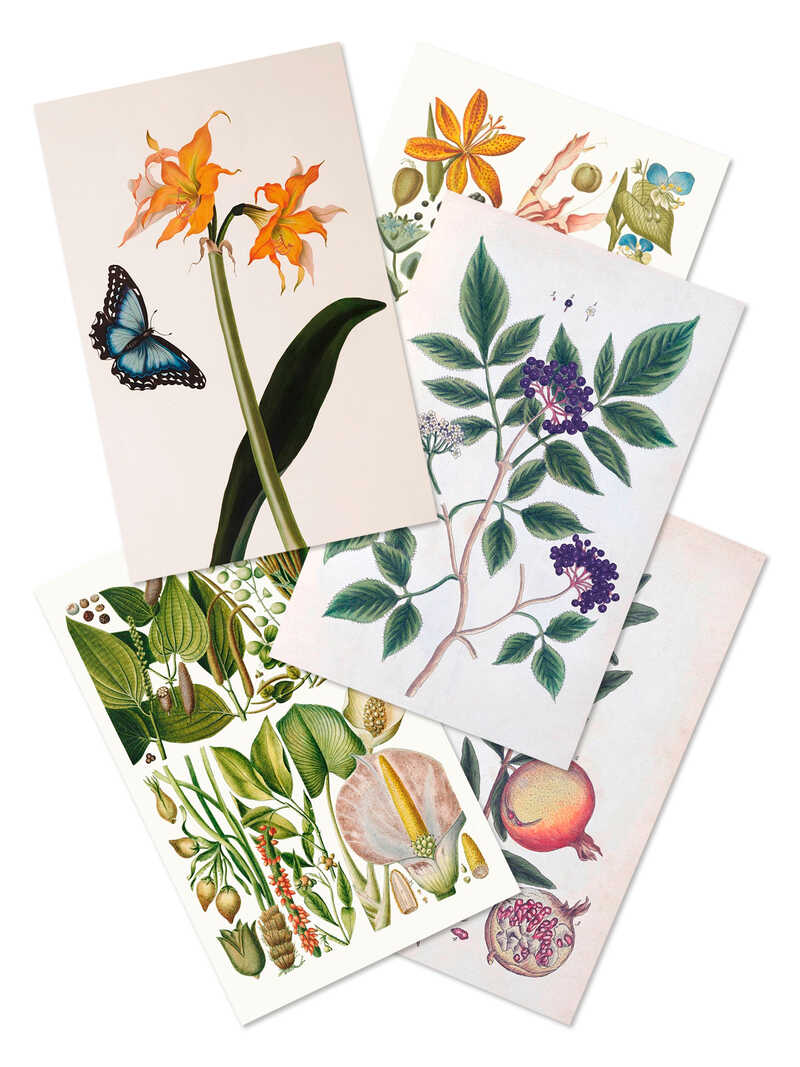 Alternatives Bild 1 zu Geschenkbox mit 100 Postkarten 100 Flowers