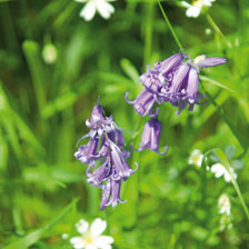 Blumenzwiebeln Bluebells