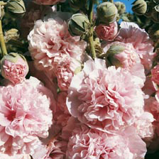 Winterharte blumen für den garten