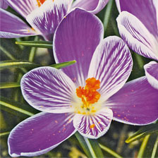 Gartenkrokus 25 Blumenzwiebeln