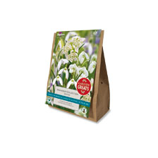Schneegl�ckchen Blumenziebel-Mischung