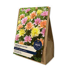 Dahlien-Sortiment mit 3 Blumenzwiebeln