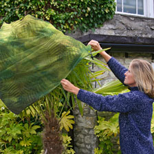 Alernatives Thumbnail 1 zu Grne Pflanzenschutzhauben aus Fleece mittelgro