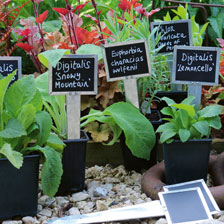 Alernatives Thumbnail 1 zu 6 Pflanzenschilder plus Marker