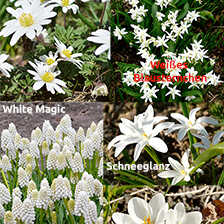 4 Sorten Blumenzwiebeln 'Weißer Vorfrühling'