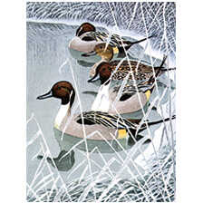 Alernatives Thumbnail 1 zu Weihnachtskarten 'Winter Birds'