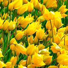 Gelbe Wald-Tulpe Sylvestris 10 Blumenzwiebeln