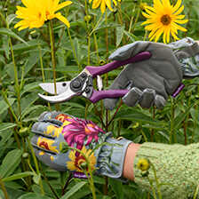 Alernatives Thumbnail 2 zu Gartenschere Sommeraster mit Holster
