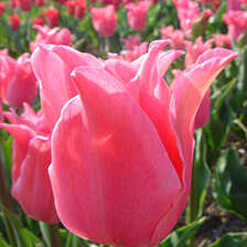 10 Blumenzwiebeln rosa Tulpe Miss Elegance