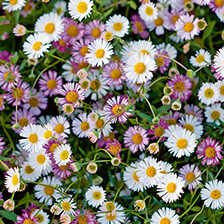 Thumbnail zu  Spanisches G�nsebl�mchen Sament�tchen