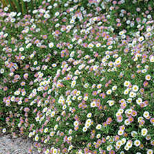 Alernatives Thumbnail 1 zu  Spanisches G�nsebl�mchen Sament�tchen