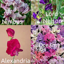 Alernatives Thumbnail 1 zu Growkit f�r original englische Duftwicken