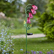 Alernatives Thumbnail 2 zu Solarblume Fingerhut