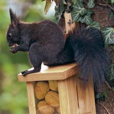 Futterbox für Eichhörnchen